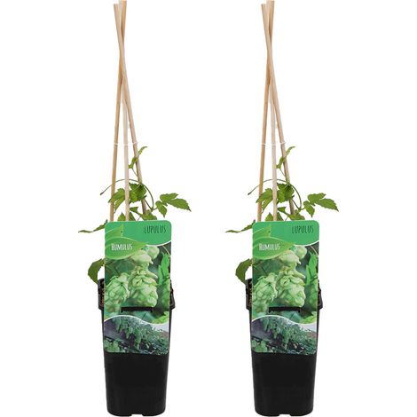 Bloomique - Lot de 2 - Humulus Lupulus - Plante de Houblon - Convient pour le brassage de la bière - Plantes grimpantes - Plantes de jardin - Rustique - Pot 15 cm - Hauteur 70-80 cm