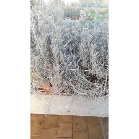 Helichrysum v21