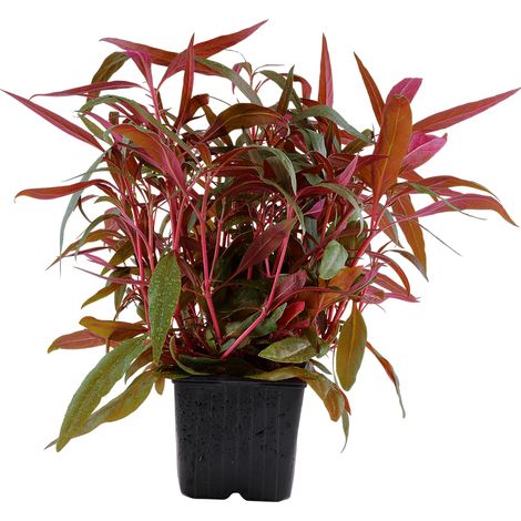 Mutterpflanze Aquarium Pflanze Alternanthera reineckii 'Pink' Nr.023 XL Aquarium