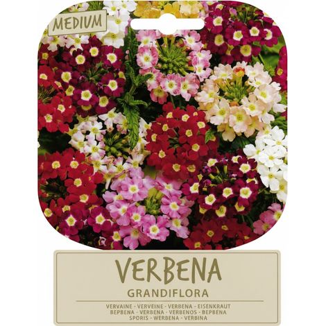 Semi per Prato Universale Verbena Grandiflora Sgaravatti 10 Pezzi