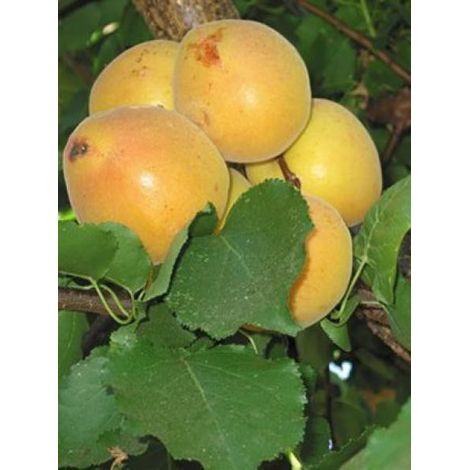 Abricotier 'Royal' Pot de 7,5L/10L, Gobelet (1/2)