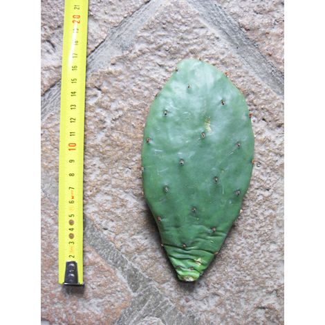 Opuntia humifusa (n.1 pala) 5-20 cm, cactus, pianta grassa winter hard, resistente fino a -20°C (1/2)