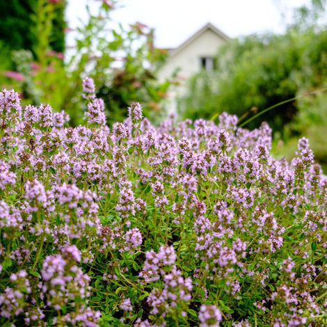 Bloomique - Lot de 3 - Thymus Vulgaris - Thym commun - Aromates - Plantes de jardin - Résistant à l'hiver - Hauteur 10-20 cm - Pot 9x9 cm (1/5)