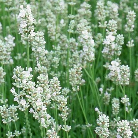Lavande Arctic Snow - Lot de 12 - Lavande - Pot P9 - Fleur blanche