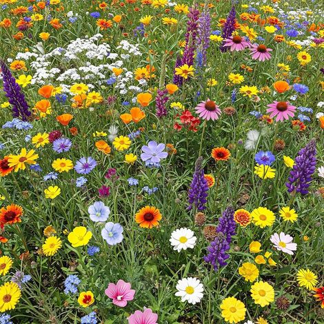 2000 semi di fiori selvatici misti, facili da coltivare, fiori colorati, attirano insetti impollinatori, fioritura tutto l’anno