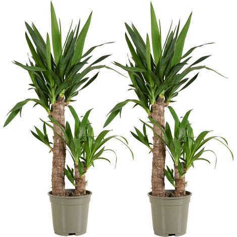 Bloomique - Lot de 2 - Yucca Elephantipes - Lys Palmier - Plantes d'intérieur - Purifiant l'air - Facile d'entretien - Pot 17cm - 70-80cm de Haut (1/5)