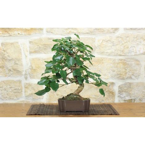 Bonsai di Gelso (73) (1/5)