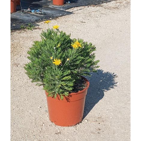 Marguerite Jaune Euryops Pectinatus Pot 24 cm Arbuste Persistant à Fleurs (1/4)
