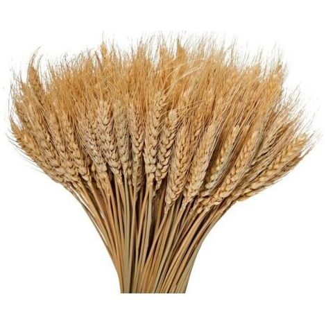 100pcs Bouquets de Blé Séché Naturel pour Décoration - couleur primaire - 40cm (1/4)