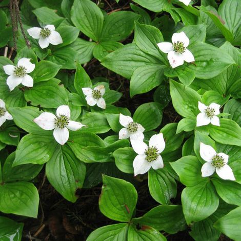 4 x Cornouiller du Canada - Cornus canadensis  - godet 9x9 cm