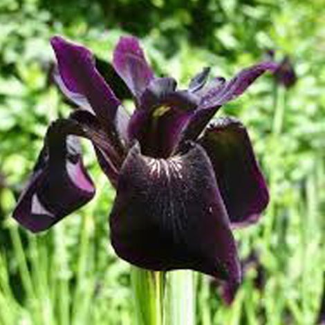 4 x chrissy - Iris Chrysographes 'Black Form' - godet 9x9 cm (1/5)
