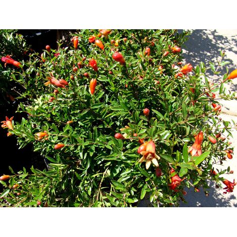 PUNICA GRANATUM NANUM MELOGRANO NANO IN VASO 18CM
