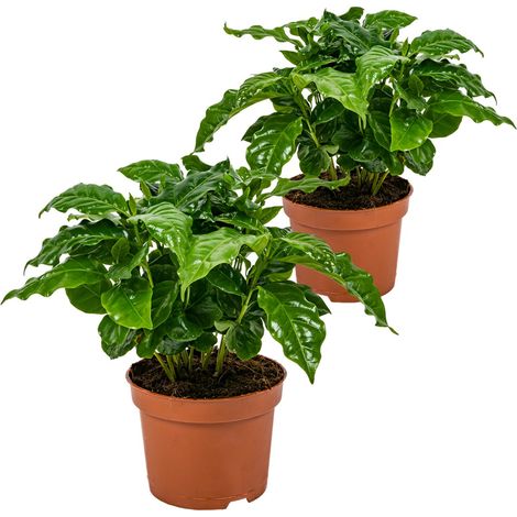 Lot de 2 - Coffea Arabica - Plante de café - Plantes d'intérieur - Dépolluantes - Hauteur : 20-30 cm - Pot : 12 cm (1/5)