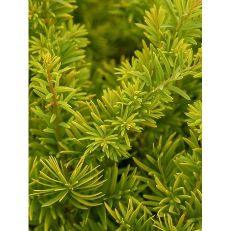 If commun doré 'Semperaurea' Pot de 2L/3L (1/2)