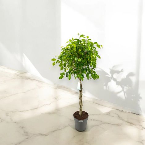 Gardenaria Ficus benjamina 'Exotica' - Pianta da interno ornamentale - Altezza: 100 cm (vaso 24) (1/5)