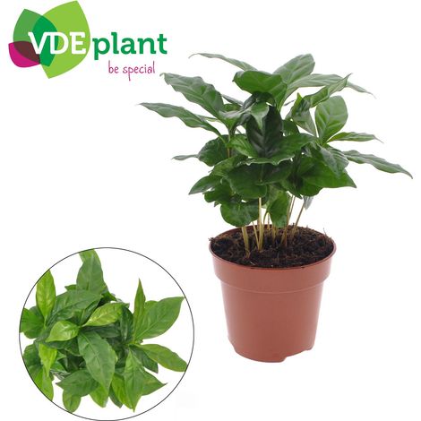 Coffea Arabica - Plante à Café d'Intérieur Décorative - Pot Ø 12 cm - Hauteur 30 cm - PANGIVO