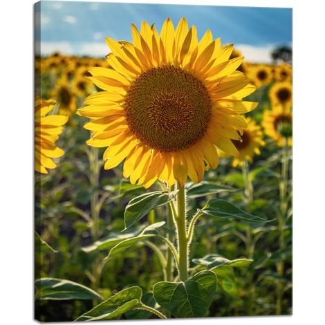 Stampa su tela "Campo di girasoli" 40x50