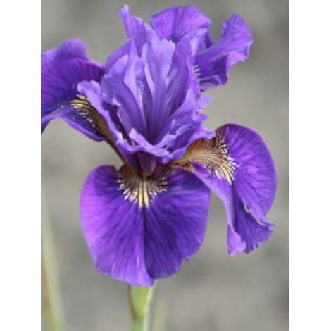 Iris de Sibérie 'Ruffled Velvet' Godet de 8/9 cm