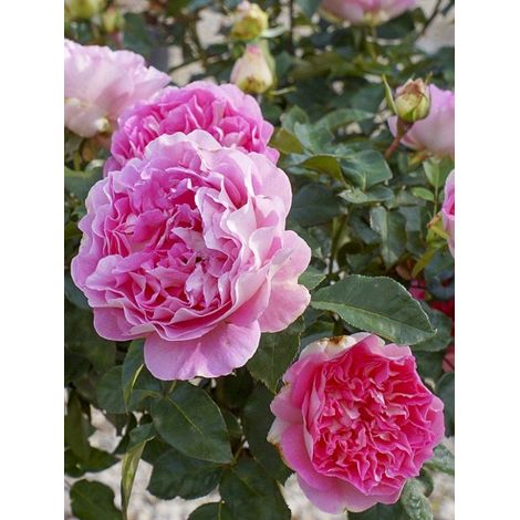 Rosier moderne 'Borneo Odore' Pot de 4L/5L (1/2)