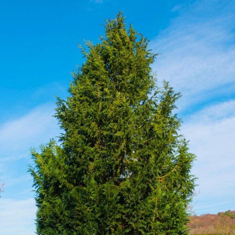 Pépinières Naudet – Cyprès de Lawson 'Columnaris' – Conifère colonnaire 20/40cm – Feuillage persistant bleu-vert – Résistant aux vents et sols variés