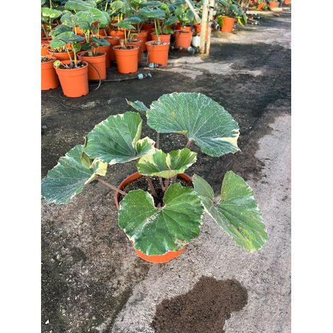 Ligularia Farfugium Japonicum Pot 24 cm Vivace Persistante Panachée (1/4)