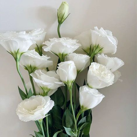 2500 graines de lisianthus blanc - Variété originale, facile à cultiver, idéal pour jardin, balcon et pots décoratifs (1/3)