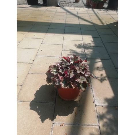 Heuchera v17
