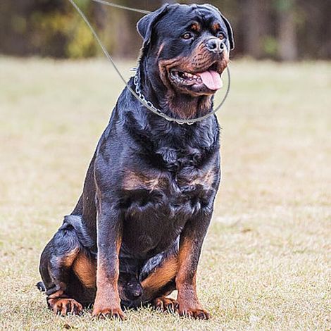 Pôle de Capture d'animaux Pouces en Acier Inoxydable, Poteau de Chien avec Un Anneau réglable, contrôle des Animaux Robuste pour Les Compagnie Utilisation et Manipulation la séc