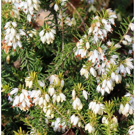 4 Plantas de Brezo Blanco. Ideal para Setos. Erica Arborea. 10 - 15 Cm