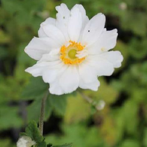 4 x Anémone du Japon  - Anemone hybrida 'Whirlwind'  - godet 9x9