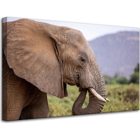 Lienzo impreso con la imagen de un elefante en primer plano, de 80x50 cm.
