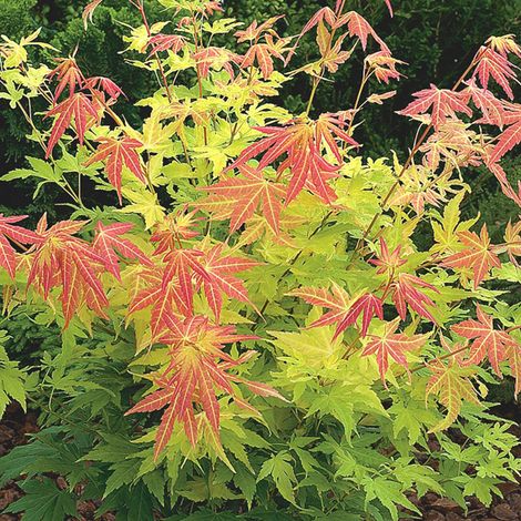 Érable du Japon - Acer palmatum 'Orange Dream' - 50-60 cm pot