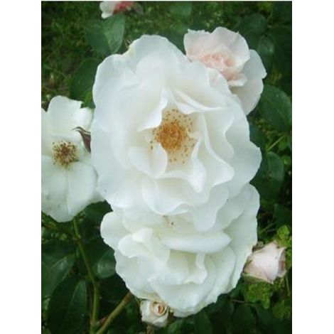 Rosier à massif 'Maria Mathilda' Pot de 3L/4L