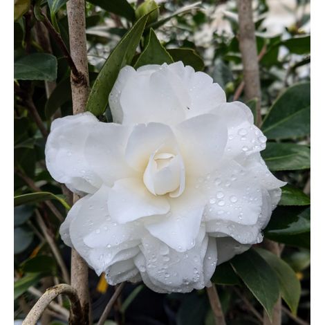 Camelia Japonica "Purity" vaso 18 cm, H90cm foto reali