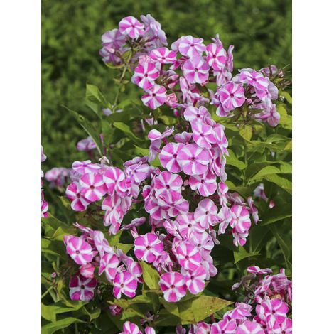 Phlox 'Bambini Candy Crush ' Pot de 10 cm/11cm (1/2)