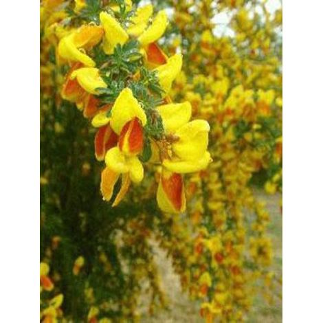 Genêt 'Andreanus' Pot de 2L/3L