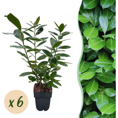 Prunus Laurocerasus Novita - Lot de 6 Plantes pour Haie Persistante - Hauteur 50 cm - Pot 17 cm - PANGIVO (1/5)