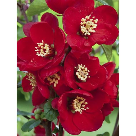 Cognassier du Japon 'Hot Fire' Pot de 4L/5L