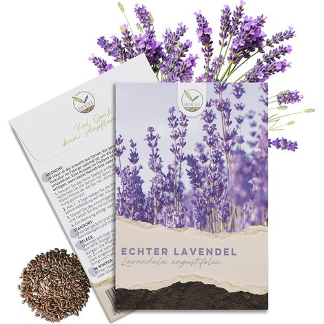 Lot de 300 graines de lavande à taux de germination élevé - Plante médicinale polyvalente et idéale pour les abeilles et les papillons (avec eBook gratuit) (1/5)