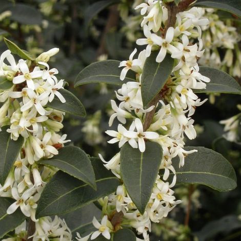 Osmanthe de Burkwood, Osmanthus/Pot de 7,5L - 60/80 cm (1/5)