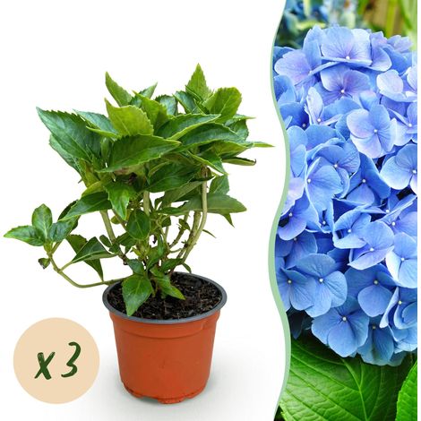 Hortensia Bleu Hydrangea macrophylla Plante de Jardin Rustique Lot de 3 Pots 12 cm - PANGIVO (1/5)