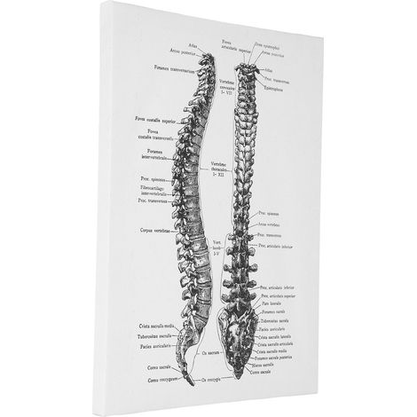 Anatomie-Leinwand, Retro-Dekoratives Wandbild mit Organmotiv für Krankenhaus, Schlafzimmer, Klassenzimmer, Typ B (1/5)