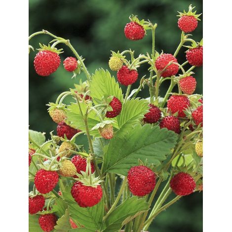 Fraisier des bois 'Baron Solemacher' le sachet de 610 graines (0.2g) (1/2)