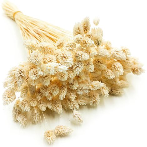 Phalaris seca - Hierba canaria - (Hierba canaria) - Blanqueada