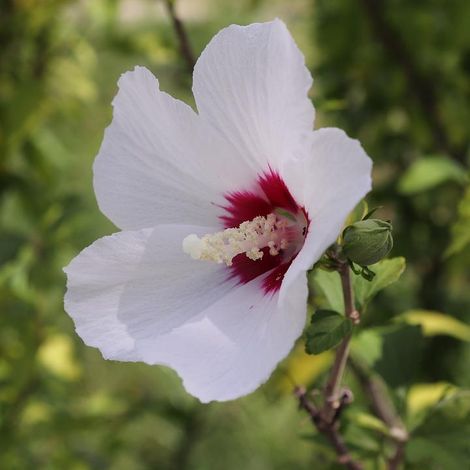 Gardenaria Ibisco - Hibiscus syriacus 'Red heart' - Arbusto ornamentale da giardino - Altezza: 100/120 cm (vaso20) (1/4)