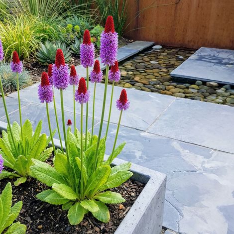 Bloomique - Lot de 3 - Primula Vialii - Primevère orchidée - Floraison abondante - Rustique - Vivace - Hauteur 10-20 cm - Pot 9 cm