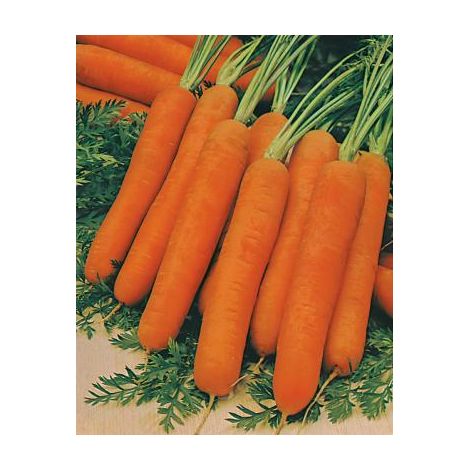 CAROTTE NAIROBI HF1 - Graines de légumes - 1000 GRAINES