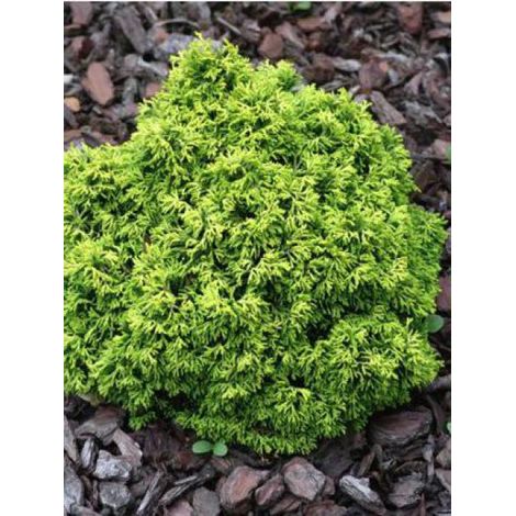 Cyprès hinoki du Japon 'Butterball' Pot de 2L/3L