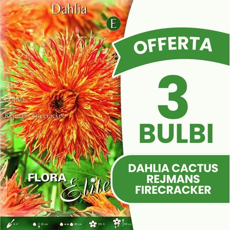 Offerta 3 Bulbi Dahlia Cactus Rejmans Firecracker