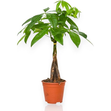 Gardenaria Pachira aquatica - Pianta da interno ornamentale - Altezza: 130 cm (vaso 24) (1/5)